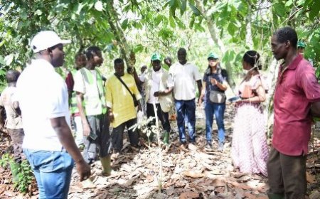Restauration du couvert forestier ivoirien : la FAO satisfaite des premiers résultats de la mise en œuvre du projet PROMIRE