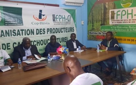 Man / Filière hévéa : Les producteurs du caoutchouc naturel investissent leur président