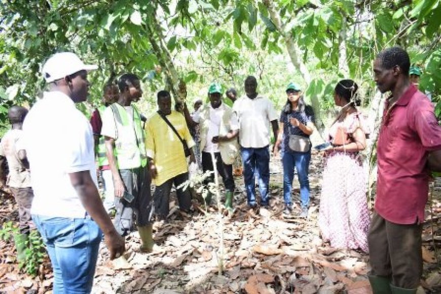 Restauration du couvert forestier ivoirien : la FAO satisfaite des premiers résultats de la mise en œuvre du projet PROMIRE