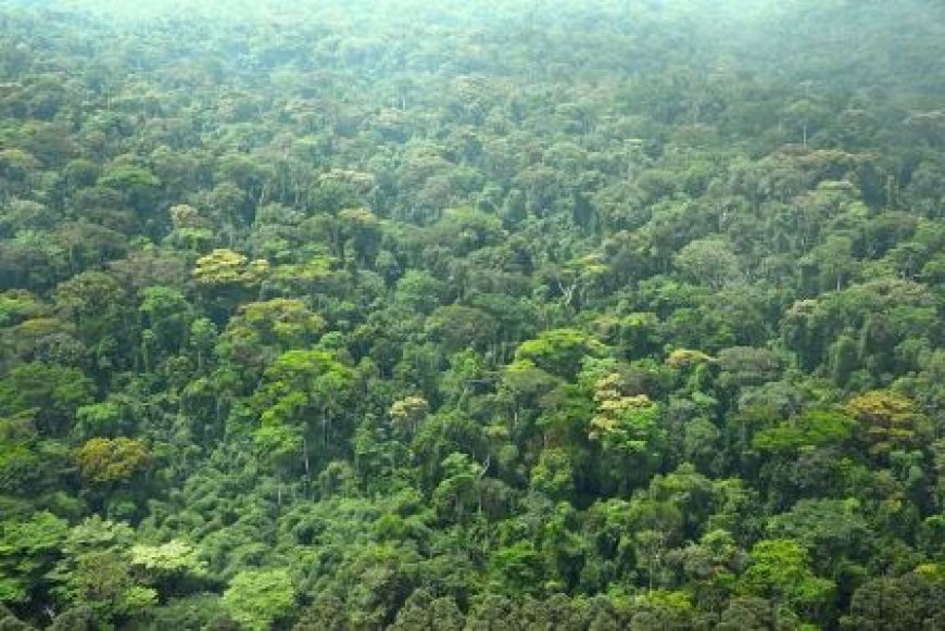 Préservation de la forêt ivoirienne : Des experts proposent leurs recettes