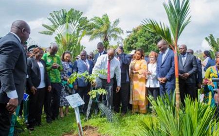 Restauration du couvert forestier : La Côte d’Ivoire veut reboiser 100 000 hectares chaque année