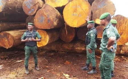 Exploitation, coupe, transport, commercialisation et exportation du bois de vène : le gouvernement ivoirien adopte un décret