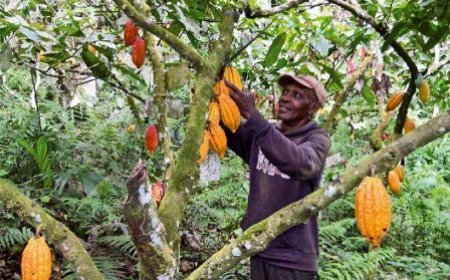 Agriculture :  les efforts du gouvernement qui améliorent significativement les revenus des agriculteurs