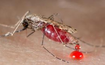 Les États-Unis renforcent l'accès à des informations sanitaires de qualité pour une meilleure prise en charge des cas de paludisme