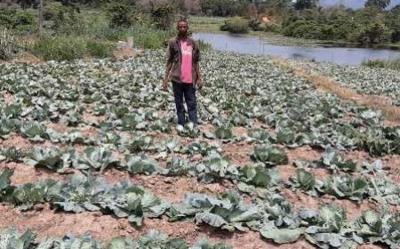 Programme social du Gouvernement (Psgouv) : une coopérative de maraîchers à N’Guessankro (Toumodi) reconnaissante au gouvernement