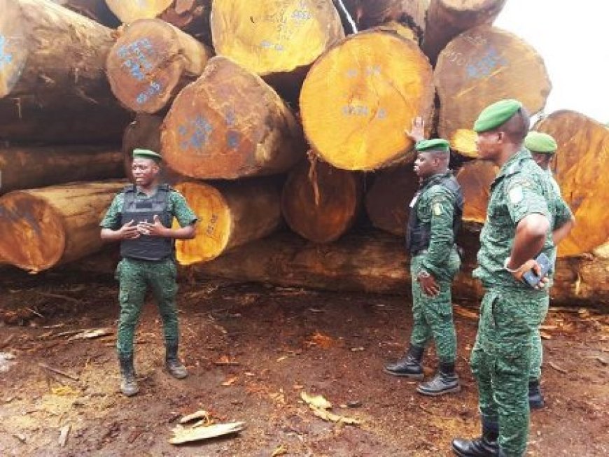 Exploitation, coupe, transport, commercialisation et exportation du bois de vène : le gouvernement ivoirien adopte un décret