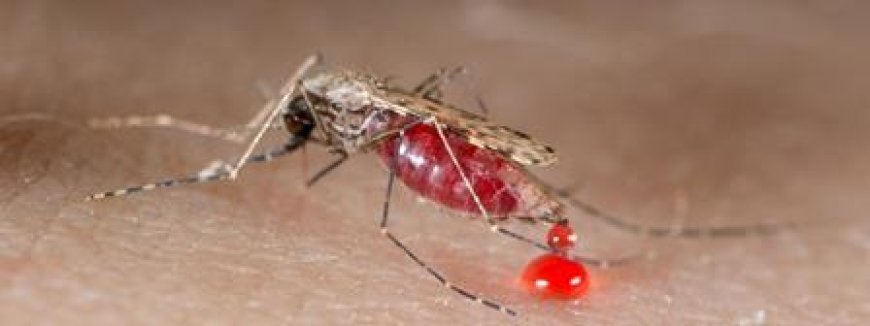 Les États-Unis renforcent l'accès à des informations sanitaires de qualité pour une meilleure prise en charge des cas de paludisme