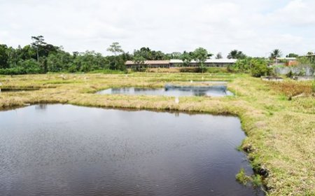 Production nationale du tilapia d’élevage : une délégation de la FAO et du ministère des Ressources halieutiques visite deux fermes piscicoles pilotes
