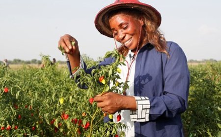 Cultures maraîchères : le PA-PsGouv améliore la vie de nombreux jeunes et femmes des départements de Bouaké, Korhogo et Ferkessédougou
