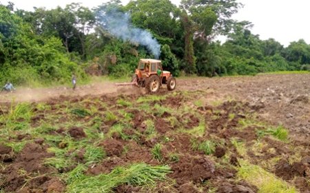 Bafing / Autosuffisance en riz: Les paysans de Koonan sollicitent l'État pour la mise en valeur de 500 ha