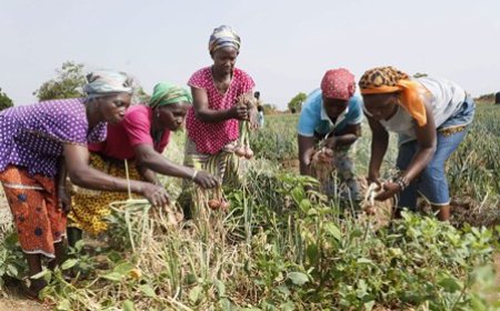 Autonomisation des jeunes et sécurité alimentaire : Le Programme Social du Gouvernement (PSGOUV2) obtient des résultats satisfaisants