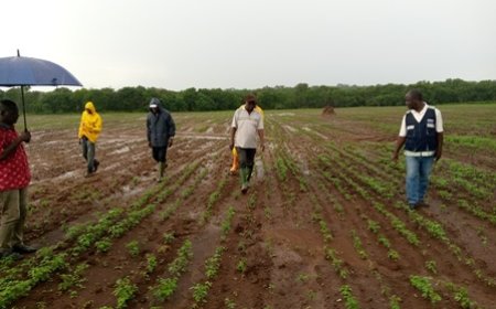 Campagne 2023 du projet soja: Le Meminader satisfait des opérations de labour et de semis à Touba et Odienné