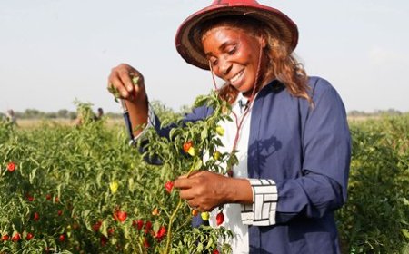63è anniversaire de l’indépendance : Le Président Alassane Ouattara rassure quant à la redistribution des fruits de la croissance économique