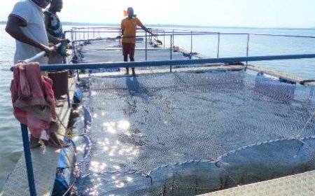 Pisciculture : les cages flottantes réalisées par le 2PAI-Bélier en production