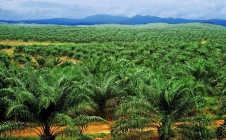 Filière Hévéa-Palmier à Huile : De nouveaux outils mis en place pour la commercialisation intérieure des produits et sous-produits