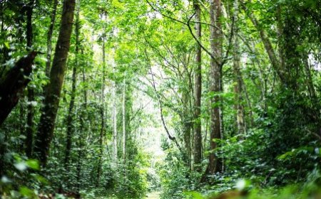 Réhabilitation du couvert forestier : le gouvernement crée trois Agroforêts dans les régions du Cavally et du Guémon, de San Pedro et de la Nawa