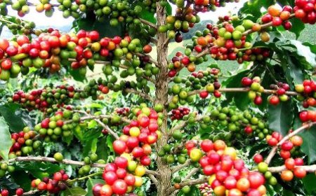 Dynamisme de l’économie caféière : une nouvelle organisation interafricaine de café (OIAC) créée