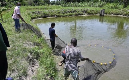 Secteur aquacole : le Programme Stratégique de Transformation de l’Aquaculture en Côte d’Ivoire (PSTACI) au centre de la conférence de presse "Tout savoir sur" du mardi 28 novembre 2023