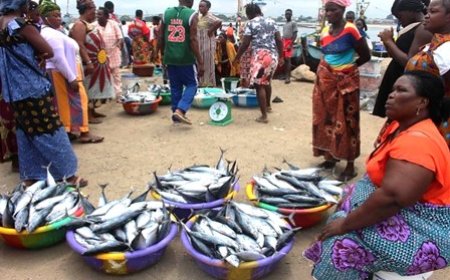 Fêtes de fin d'année : Tout savoir sur la disponibilité des viandes et poissons, ce mardi 19 décembre 2023