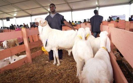 Fêtes de fin d'année : le gouvernement renforce le contrôle sanitaire des denrées animales et d'origine animale