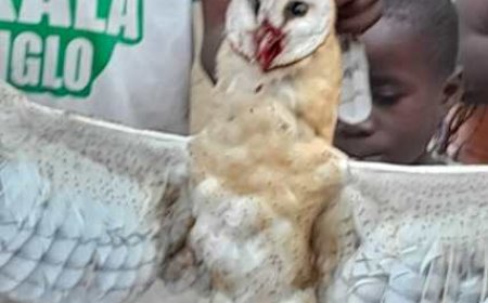 CAN2023 : UN HIBOU ATTERIT AU MILIEU DES TÉLÉSPECTATEURS ET CRÉE UNE PANIQUE GÉNÉRALE