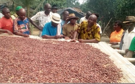 Cacaoculture: la Fondation Marie-Esther promeut  la Cacaoculture biologique