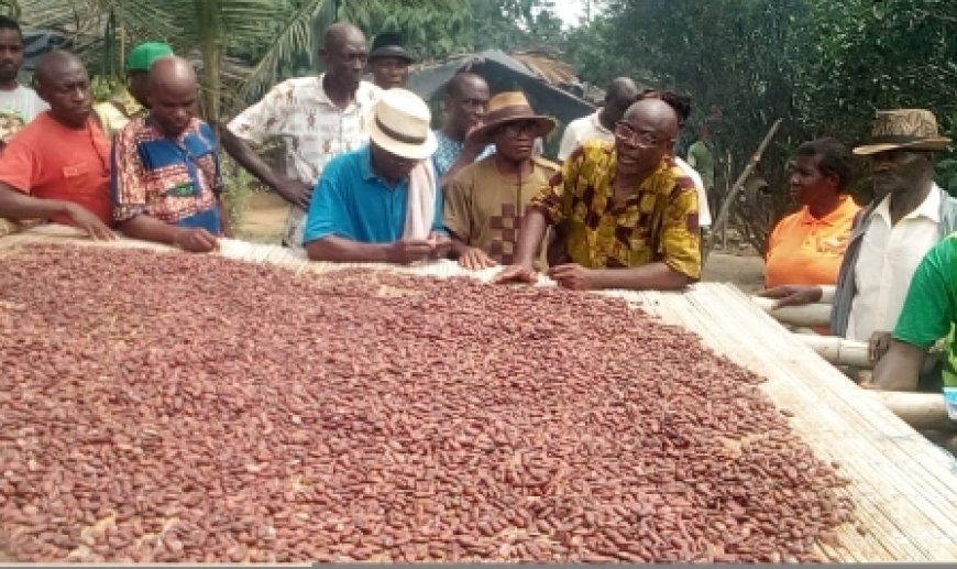 Cacaoculture: la Fondation Marie-Esther promeut  la Cacaoculture biologique