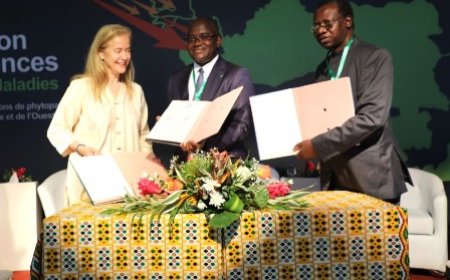 Un dialogue politique et technique de haut niveau sur la certification des semences exemptes de maladies s'ouvre à Abidjan