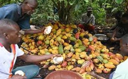 Campagne intermédiaire de commercialisation du cacao : le prix bord champ garanti fixé à 1 500 FCFA le kilogramme
