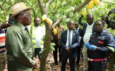 Promotion de l’agriculture durable : Le président Aka Aouélé visite une plantation de cacao bio