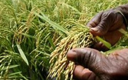 Autosuffisance en riz: la Stratégie de l'Etat pour relever le défi