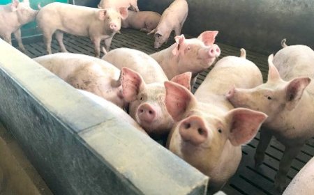 Virus de peste porcine déclaré à Batéguédia (Daloa) : le gouvernement prend des mesures pour limiter la propagation de la maladie
