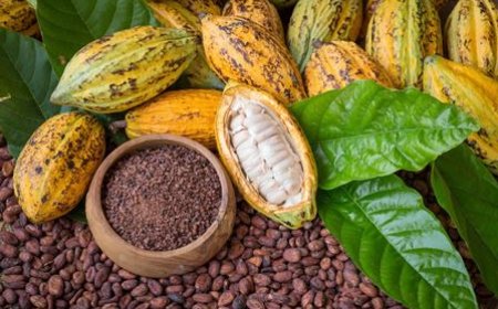 1500/kg du cacao : l’Etat solidaire des producteurs