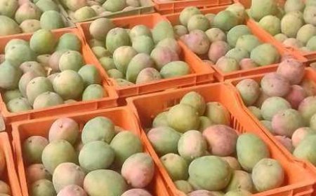 SINEMATIALI : Campagne de la mangue 2024, le top départ vient d'être donné