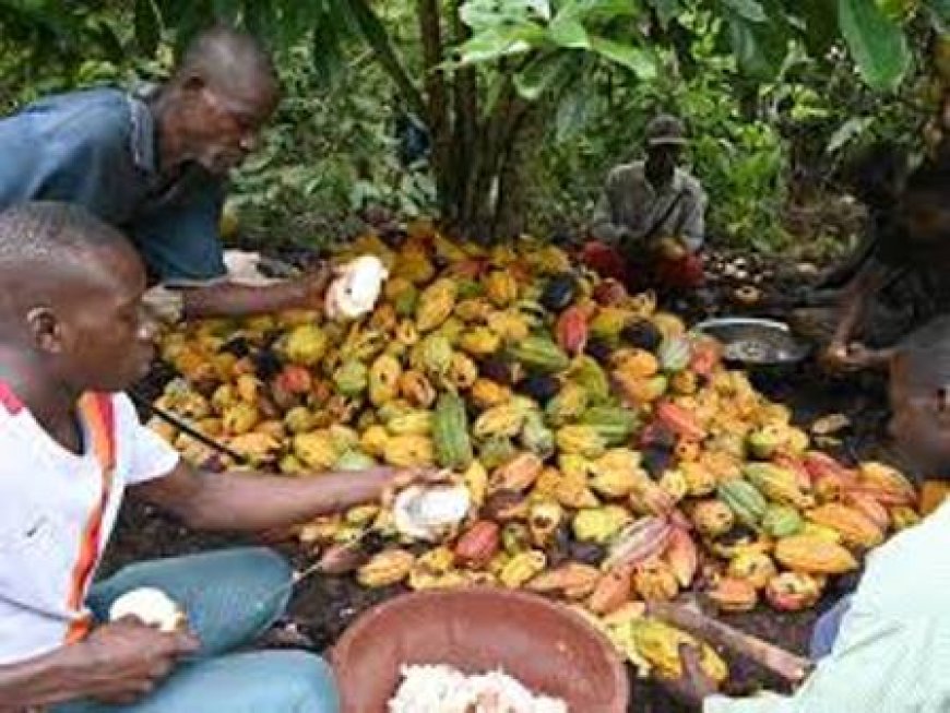 Campagne intermédiaire de commercialisation du cacao : le prix bord champ garanti fixé à 1 500 FCFA le kilogramme
