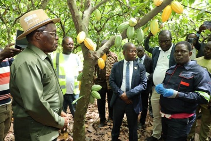 Promotion de l’agriculture durable : Le président Aka Aouélé visite une plantation de cacao bio