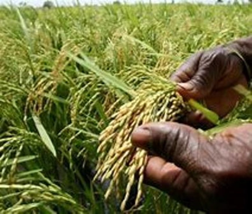 Autosuffisance en riz: la Stratégie de l'Etat pour relever le défi