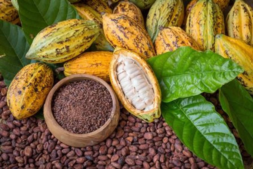 1500/kg du cacao : l’Etat solidaire des producteurs