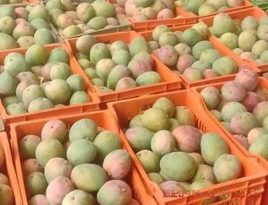 SINEMATIALI : Campagne de la mangue 2024, le top départ vient d'être donné