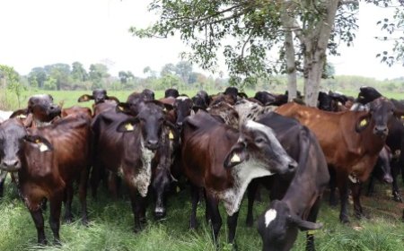 Les denrées animales d'origine animale (DAOA) au centre de la conférence de presse "Tout savoir sur" le mardi 14 mai 2024