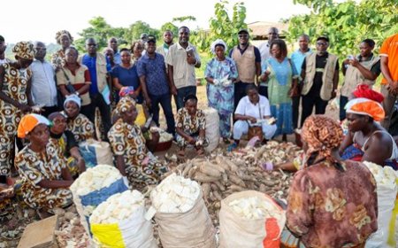 Unité de Transformation de manioc du "groupement Sanata" de N’douci : un modèle d’autonomisation des femmes visité par le PA-Psgouv et la BAD