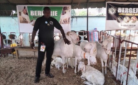 Korhogo : Les jeunes exhortés à embrasser le métier d'éleveur