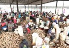 Sécurité alimentaire : le gouvernement vise environ 8 millions de tonnes de manioc en 2025