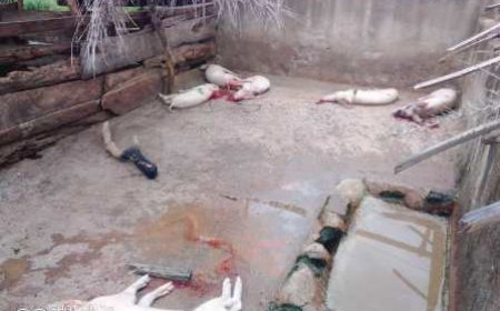 DALOA : Crise porcine Après Gboguhie et Zakoua des cas découverts à Gonaté, cinq cent porcs abattus en trois jours