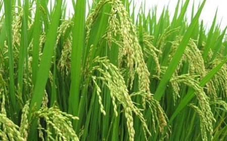 Financement du développement de la filière riz : une table ronde de mobilisation des ressources annoncée le 08 juillet 2024