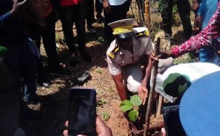 DALOA /journée nationale de l’arbre : Trois hectares de parcelle reboisés