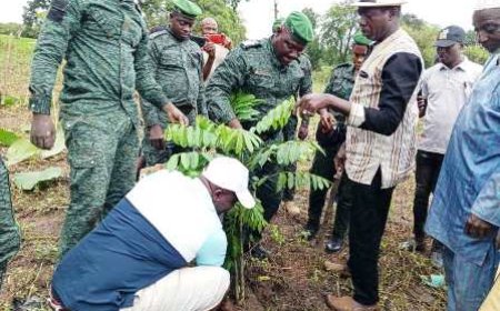 Korhogo /  Lutte contre la déforestation : Dagba abrite le lancement d’une importante opération de planting d’arbres