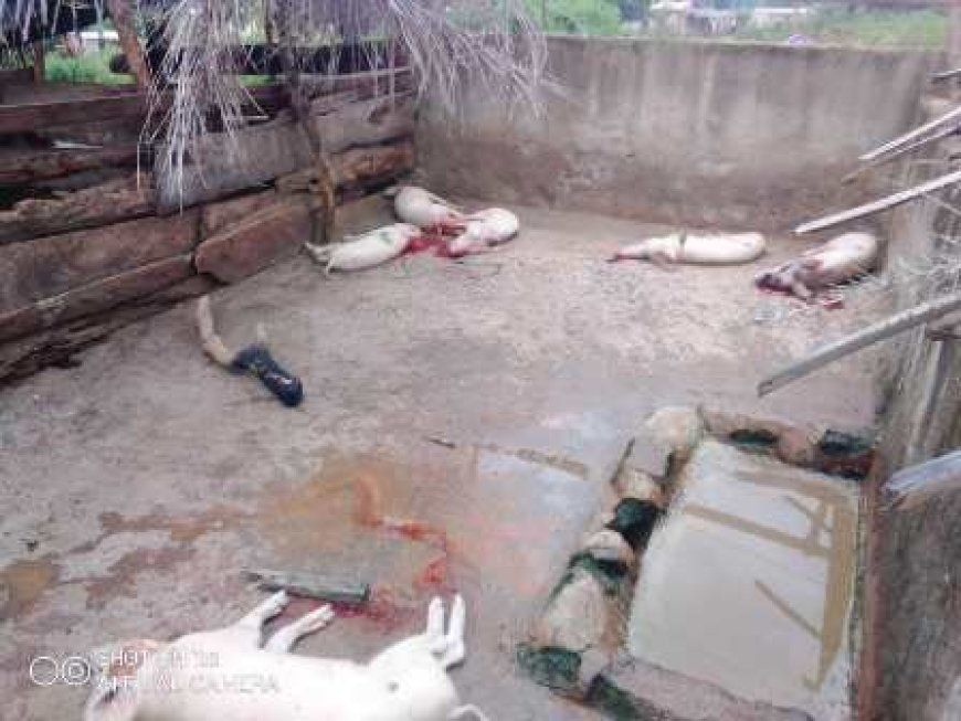 DALOA : Crise porcine Après Gboguhie et Zakoua des cas découverts à Gonaté, cinq cent porcs abattus en trois jours