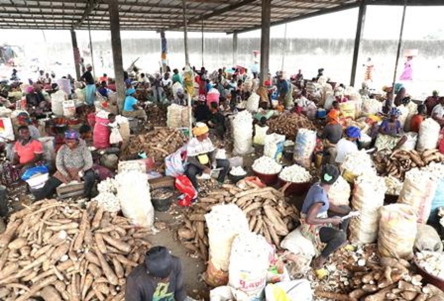 Sécurité alimentaire : le gouvernement vise environ 8 millions de tonnes de manioc en 2025