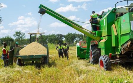 Atteinte de l’autosuffisance en riz : un pari quasiment à la portée du gouvernement ivoirien